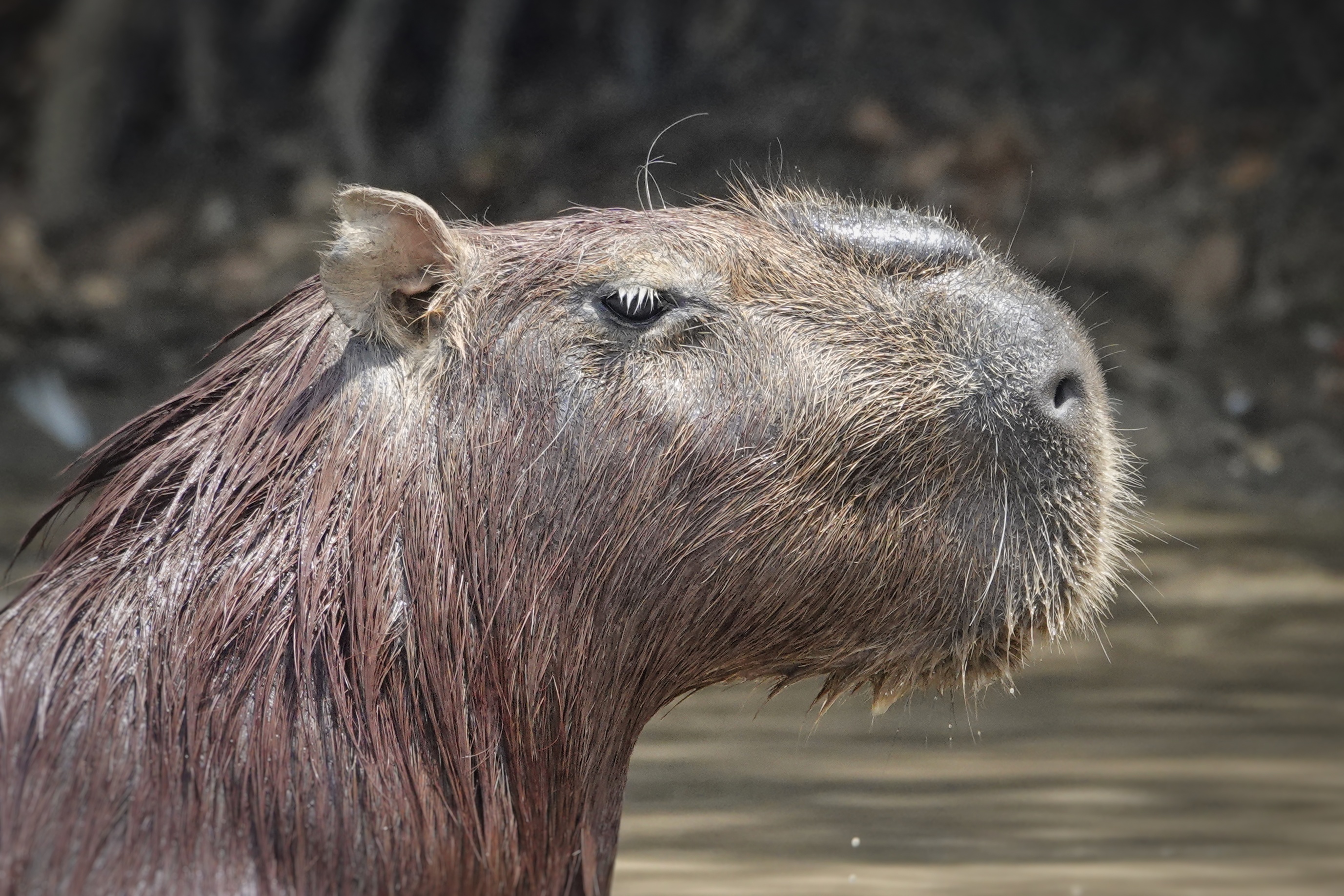 Capybara dans les Llanos